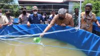 Bupati Pinrang Tebar 15.000 Benih Ikan Nila di 15 Kolam Terpal Binaan Desa Lerang