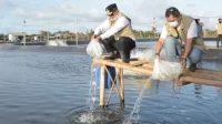 Pembudidaya Ikan Milenial Mulai Budi Daya Udang Vaname