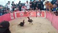 Adu Ayam di GOR Bulog Parepare Disinyalir Langgar Prokes, Satgas COVID-19: Kami Keberatan