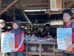 Disdag Parepare Bersama Mahasiswa KKN Unhas Edukasi Pedagang Ayam di Pasar Lakessi