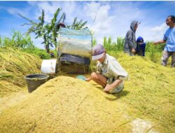 Harga Gabah di Bawah HPP, Petani Kulonprogo Menjerit dan Berharap Bulog Segera Bertindak