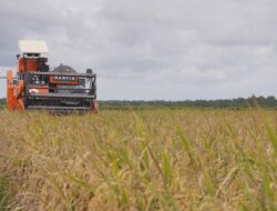 BPS: Periode Januari-Maret 2025, Produksi Beras Meningkat Tajam 52,32 Persen