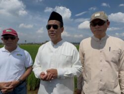 Hari Libur, Mentan Amran Tinjau Inovasi Padi Jajar Legowo: Percepat Tanam, Tingkatkan Produktivitas