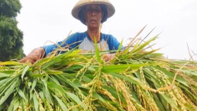 Lembaga Amerika Serikat Akui Lompatan Produksi Beras Indonesia, Thailand Kecewa