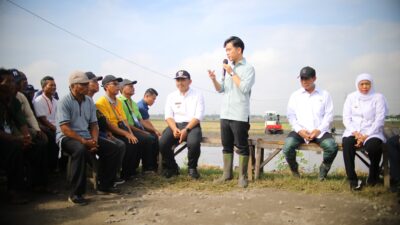Wapres Gibran dan Mentan Amran Kompak Tanam Padi di Ngawi, Dorong Produksi dan Dukung Kebutuhan Petani