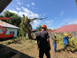 DLH Kolaborasi BPBD Parepare Lakukan Penebangan Pohon Mati di Sekretariat PWI