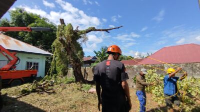 DLH Kolaborasi BPBD Parepare Lakukan Penebangan Pohon Mati di Sekretariat PWI