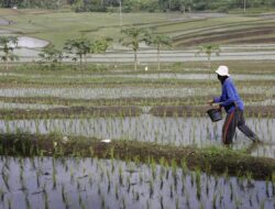 Kesejahteraan Petani Kian Meningkat, Nilai Tukar Petani September Tembus 124,36