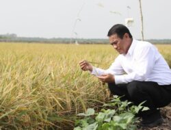 Opini; “Kerja Keras Tak Pernah Ingkar” Kepemimpinan Andi Amran Sulaiman Menuntun Indonesia Menuju Swasembada Beras