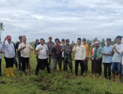 Dukung Ketahanan Pangan dan Pelestarian Budaya, Danramil Mallusetasi Hadiri Mappalili di Desa Nepo