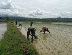 Dukung Ketahanan Pangan, Babinsa 1405-06/Barru Dampingi Petani Tanam Padi Musim Rendengan