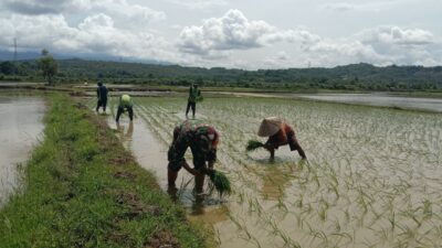 Dukung Ketahanan Pangan, Babinsa 1405-06/Barru Dampingi Petani Tanam Padi Musim Rendengan