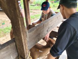 Satgas PMK Parepare Intensifkan Vaksinasi, Langkah Strategis Amankan Hewan Ternak 